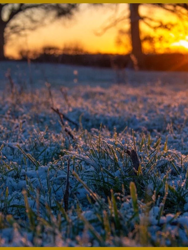 Agriculture Advisory: Protect Rabi Crops from Cold Wave