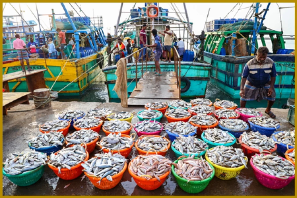 Record Surge in India's Marine Food Exports Despite U.S. Tariffs