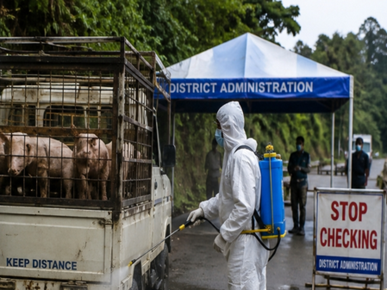 Nagaland Imposes Strict ASF Restrictions to Protect Pig Farmers