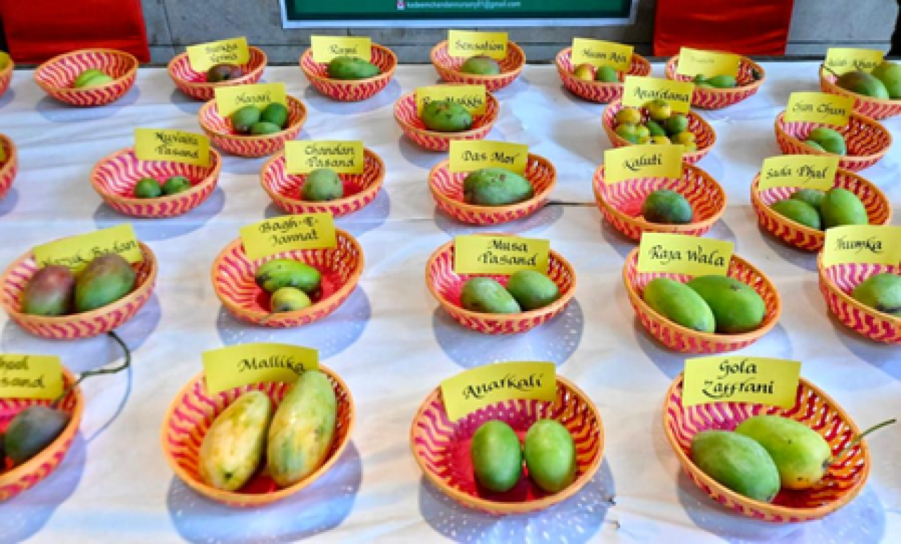 Grand Mango Festival to Celebrate Taste and Culture in Bihar